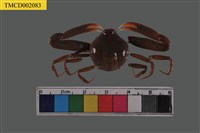 藏品(長螯拳蟹)的圖片